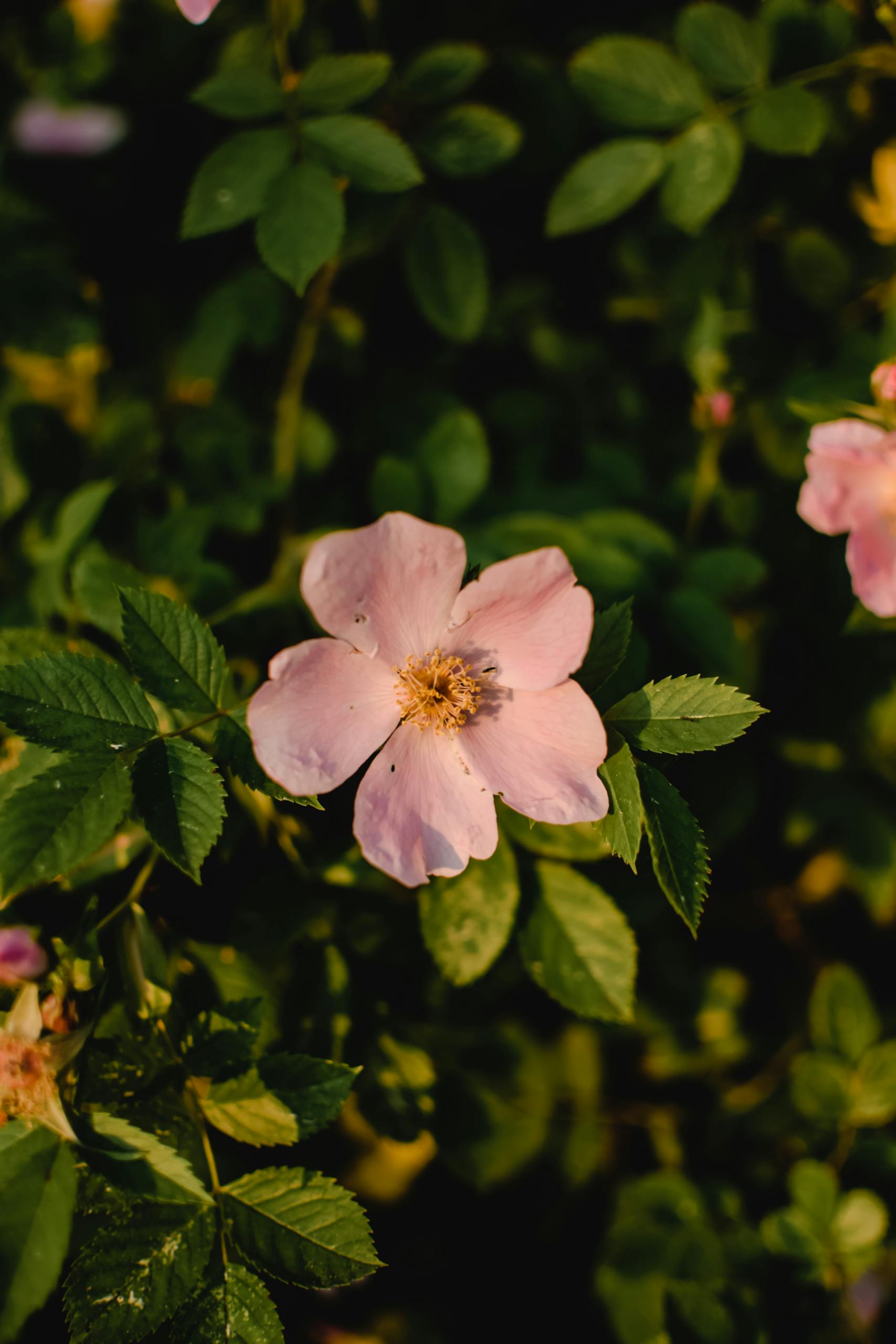 Beautiful close-up of a pink dog rose with green foliage in spring.